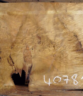 Laurel, Maserplatte, ca. 980 x 570 x 63 mm, 40781