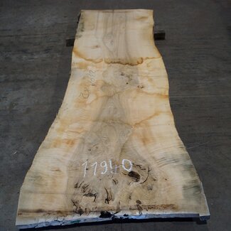 Ash burl, table top, approx. 2300 x 820 x 65 mm, 11940