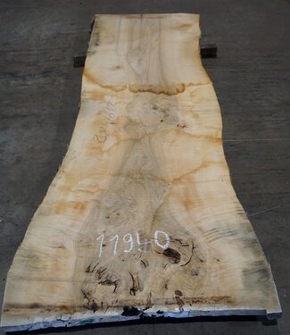 Ash burl, table top, approx. 2300 x 820 x 65 mm, 11940