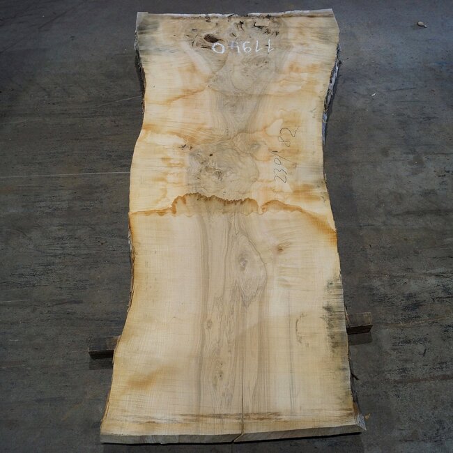 Esche Maser Tischplatte, ca. 2300 x 820 x 65 mm, 11940