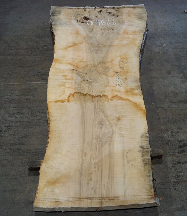 Esche Maser Tischplatte, ca. 2300 x 820 x 65 mm, 11940
