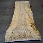 Ash burl, table top, approx. 2300 x 810 x 65 mm, 11942