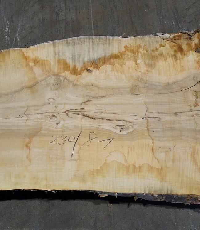 Esche Maser Tischplatte, ca. 2300 x 810 x 65 mm, 11942