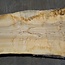 Ash burl, table top, approx. 2300 x 810 x 65 mm, 11942