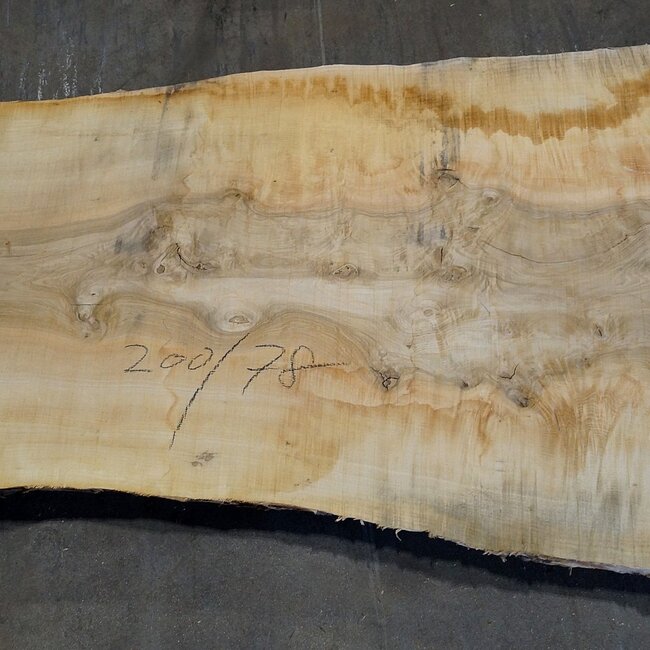 Esche Maser Tischplatte, ca. 2000(2300) x 780 x 65 mm, 11944