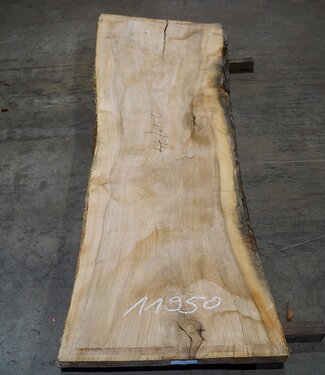 Olive Ash, table top, approx. 2400 x 740 x 65 mm, 11950