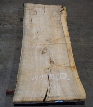 Oliv-Esche Tischplatte, ca. 2400 x 820 x 65 mm, 11952