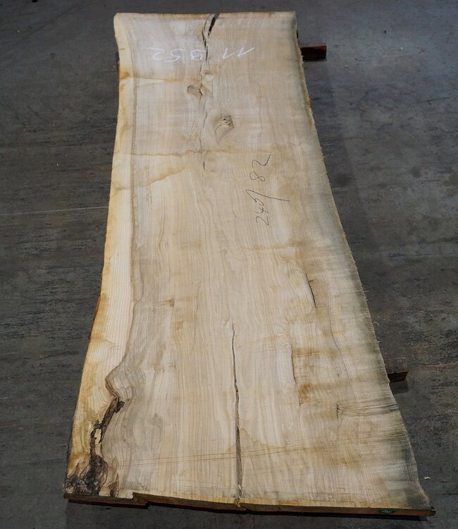 Olive Ash, table top, approx. 2400 x 820 x 65 mm, 11952