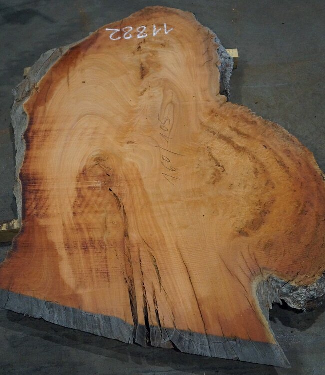 Eucalyptus burl, table top, approx. 1600 x 1050 x 52 mm, 11882