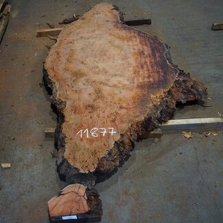 Eukalyptus Maser, Tischplatte, ca. 2900 x 1220 x 52 mm, 11877