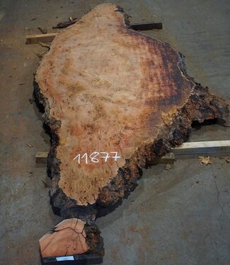 Eucalyptus burl, table top, approx. 2900 x 1220 x 52 mm, 11877