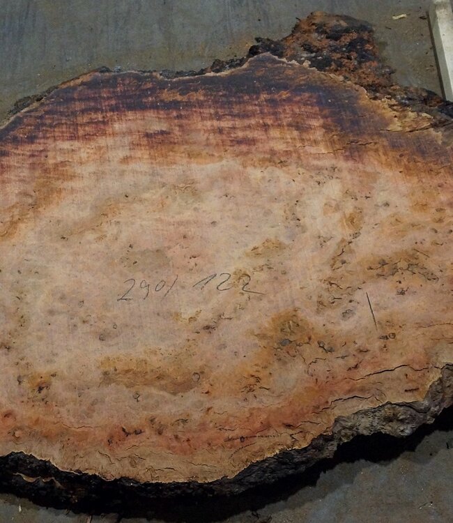 Eucalyptus burl, table top, approx. 2900 x 1220 x 52 mm, 11877