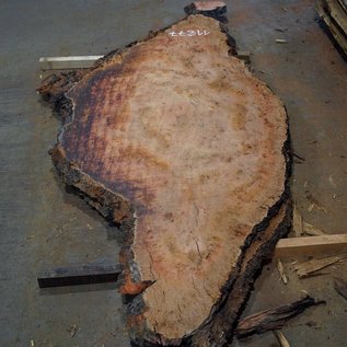 Eucalyptus burl, table top, approx. 2900 x 1220 x 52 mm, 11877