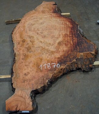 Eucalyptus burl, table top, approx. 2900 x 1370 x 52 mm, 11876