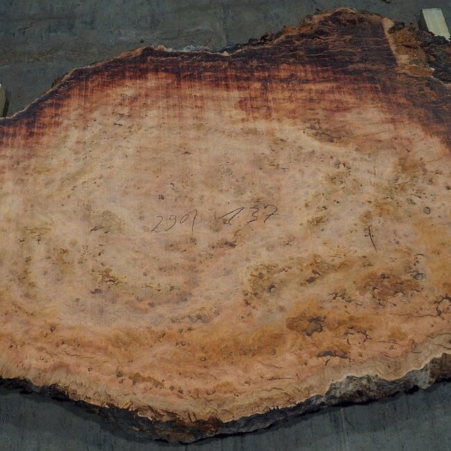 Eukalyptus Maser, Tischplatte, ca. 2900 x 1370 x 52 mm, 11876