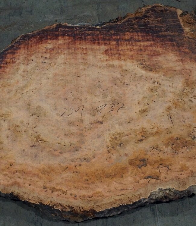 Eukalyptus Maser, Tischplatte, ca. 2900 x 1370 x 52 mm, 11876