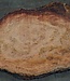Eucalyptus burl, table top, approx. 2900 x 1370 x 52 mm, 11876
