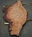 Eucalyptus burl, table top, approx. 2900 x 1370 x 52 mm, 11876
