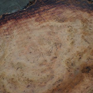 Eucalyptus burl, table top, approx. 2900 x 1370 x 52 mm, 11876