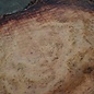 Eucalyptus burl, table top, approx. 2900 x 1370 x 52 mm, 11876