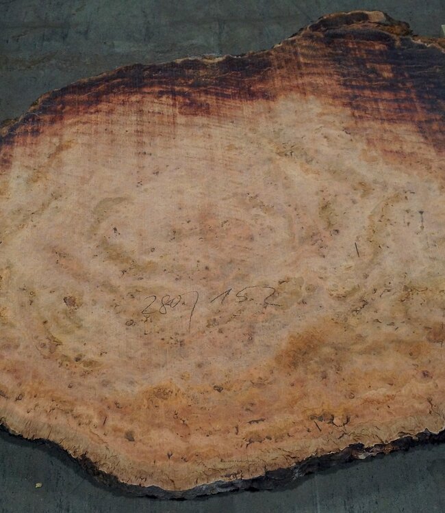 Eukalyptus Maser, Tischplatte, ca. 2800 x 1520 x 52 mm, 11875