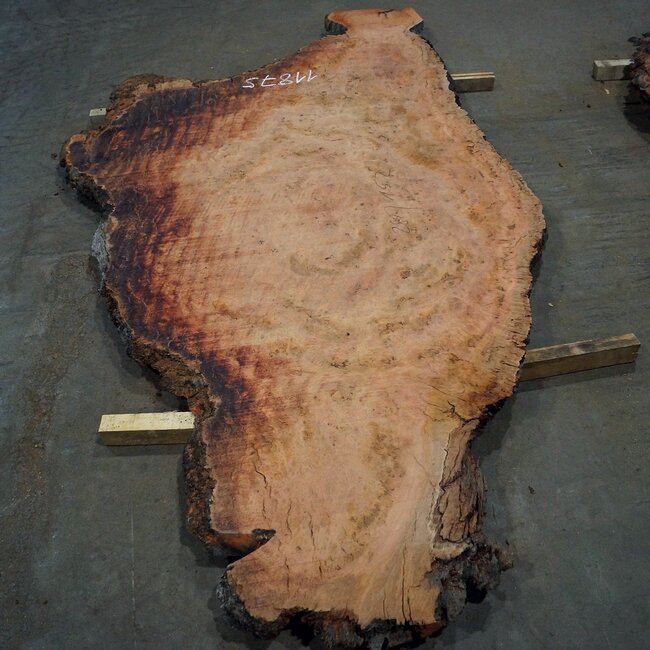 Eucalyptus burl, table top, approx. 2800 x 1520 x 52 mm, 11875