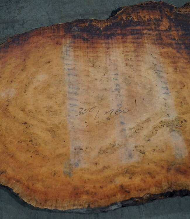 Eukalyptus Maser, Tischplatte, ca. 3000 x 1600 x 52 mm, 11874