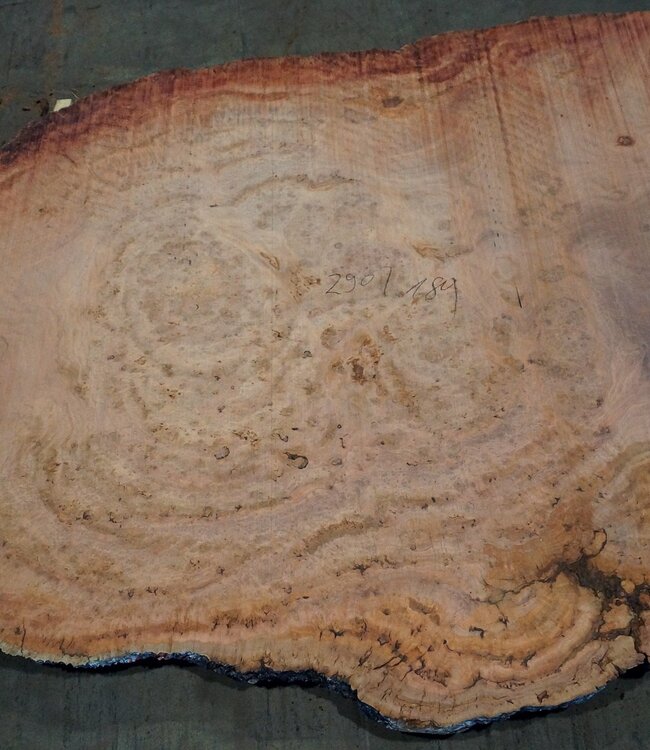 Eucalyptus burl, table top, approx. 2900 x 1800 x 52 mm, 11871