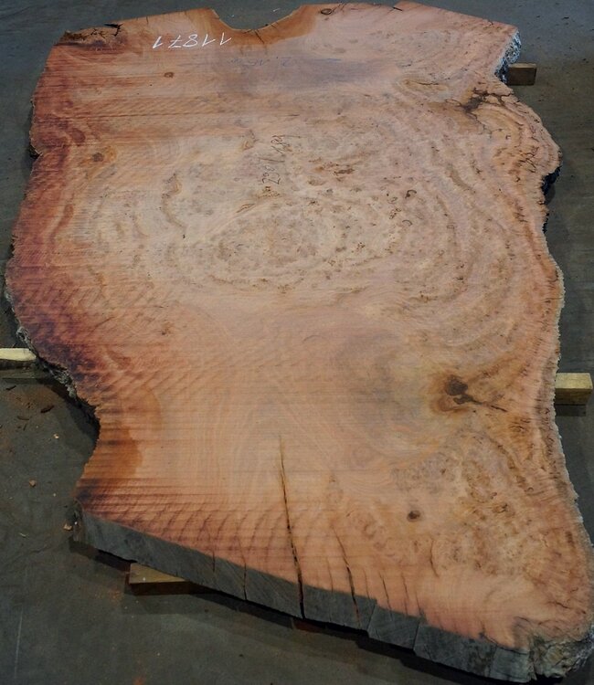 Eucalyptus burl, table top, approx. 2900 x 1800 x 52 mm, 11871