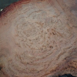 Eucalyptus burl, table top, approx. 2900 x 1800 x 52 mm, 11871