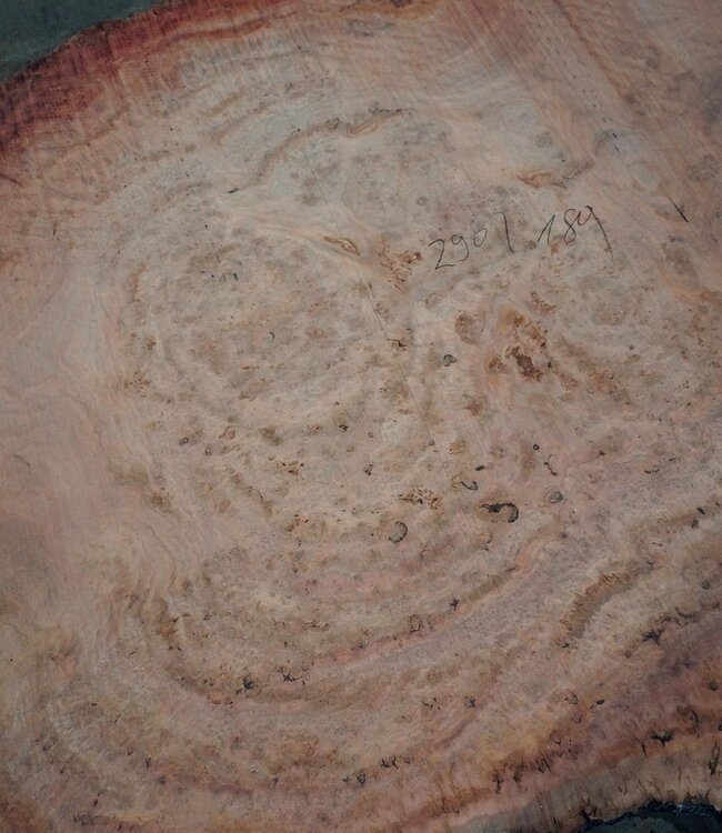 Eucalyptus burl, table top, approx. 2900 x 1800 x 52 mm, 11871