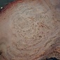 Eucalyptus burl, table top, approx. 2900 x 1800 x 52 mm, 11871