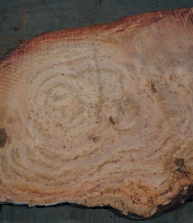 Eukalyptus Maser, Tischplatte, ca. 2900 x 1800 x 52 mm, 11870