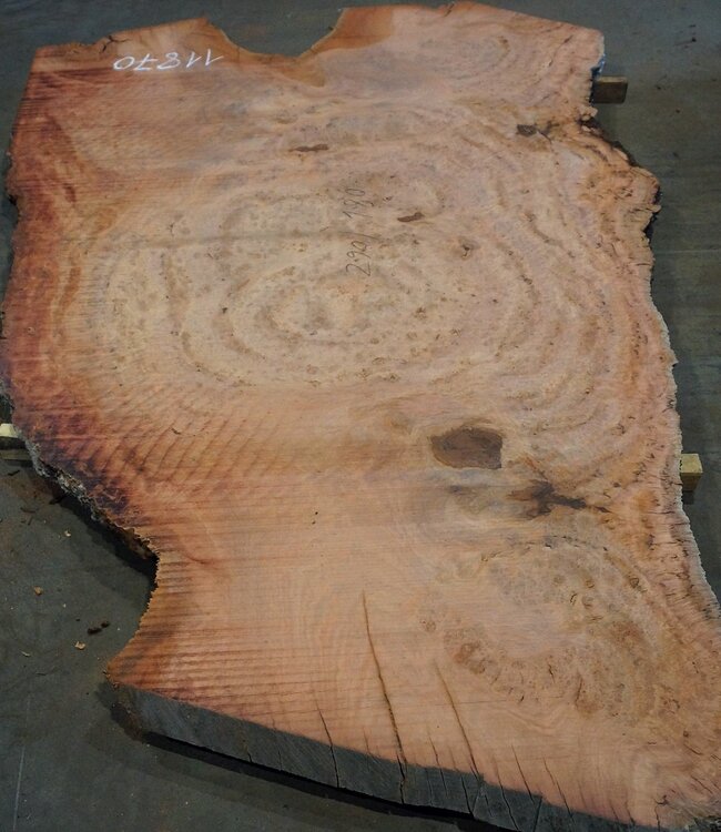Eucalyptus burl, table top, approx. 2900 x 1800 x 52 mm, 11870