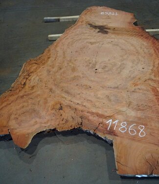 Eucalyptus burl, table top, approx. 2900 x 1750 x 52 mm, 11868