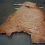 Eucalyptus burl, table top, approx. 2900 x 1750 x 52 mm, 11868