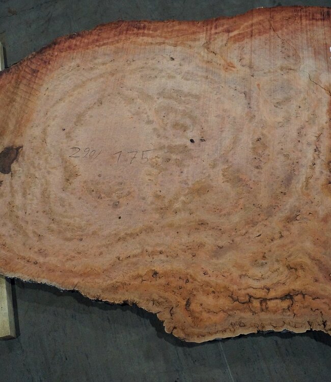 Eucalyptus burl, table top, approx. 2900 x 1750 x 52 mm, 11868