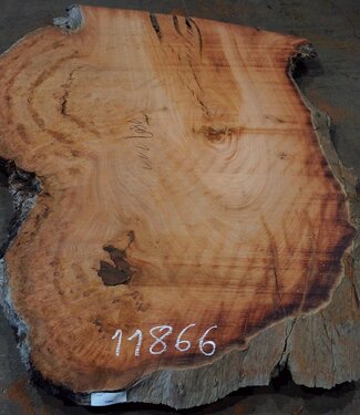 Eucalyptus burl, table top, approx. 1800 x 1110 x 52 mm, 11866