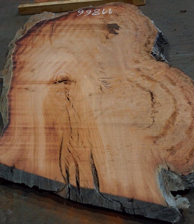 Eucalyptus burl, table top, approx. 1800 x 1110 x 52 mm, 11866