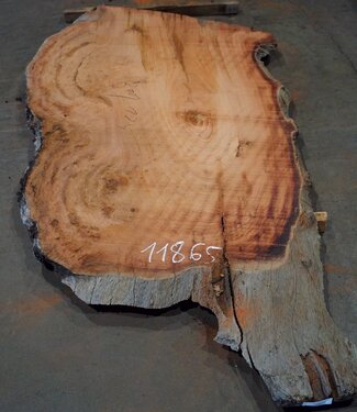 Eucalyptus burl, table top, approx. 2000 x 1240 x 52 mm, 11865