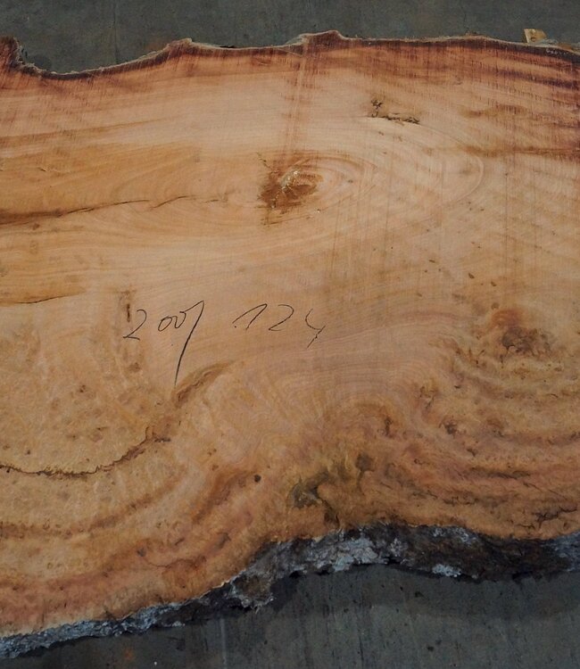 Eucalyptus burl, table top, approx. 2000 x 1240 x 52 mm, 11865