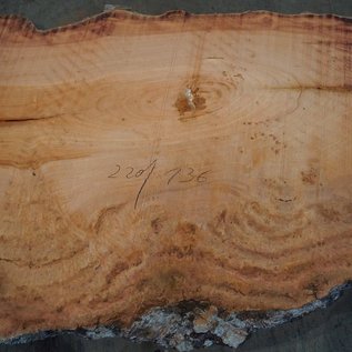 Eucalyptus burl, table top, approx. 2200 x 1360 x 52 mm, 11864