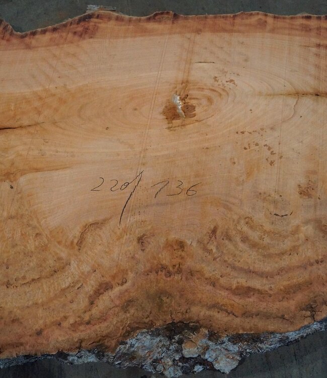 Eucalyptus burl, table top, approx. 2200 x 1360 x 52 mm, 11864