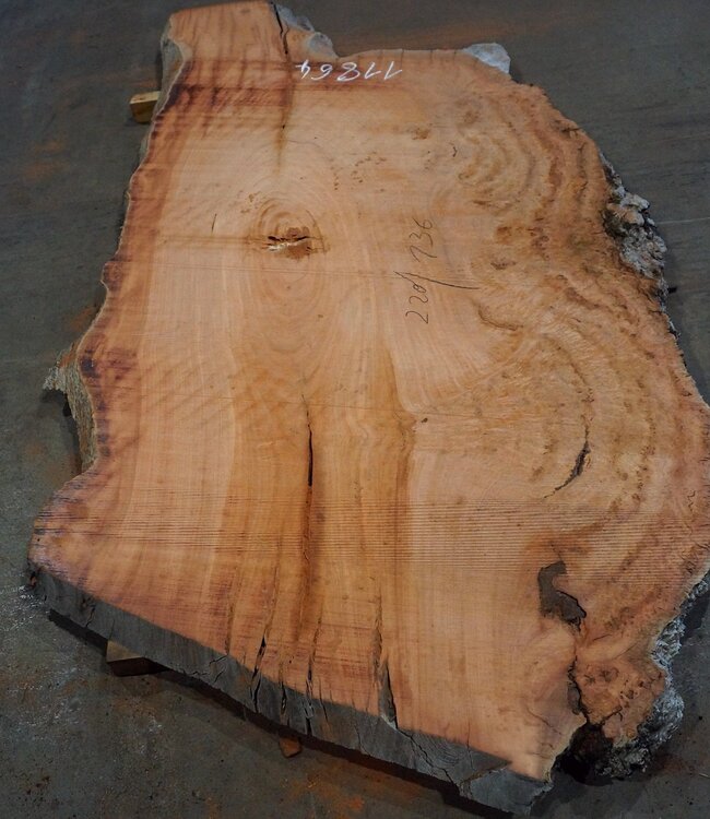 Eucalyptus burl, table top, approx. 2200 x 1360 x 52 mm, 11864