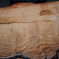 Eucalyptus burl, table top, approx. 2600 x 1590 x 52 mm, 11861