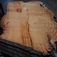 Eucalyptus burl, table top, approx. 2600 x 1590 x 52 mm, 11861