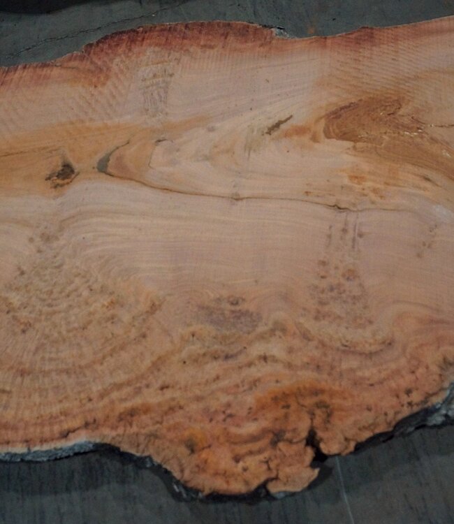 Eucalyptus burl, table top, approx. 2700 x 1660 x 52 mm, 11860