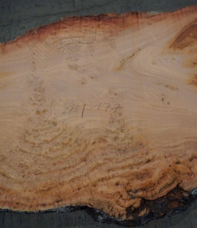 Eukalyptus Maser, Tischplatte, ca. 2750 x 1770 x 52 mm, 11858