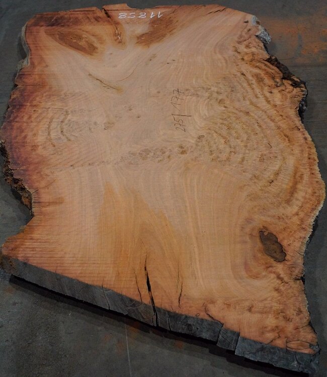 Eukalyptus Maser, Tischplatte, ca. 2750 x 1770 x 52 mm, 11858