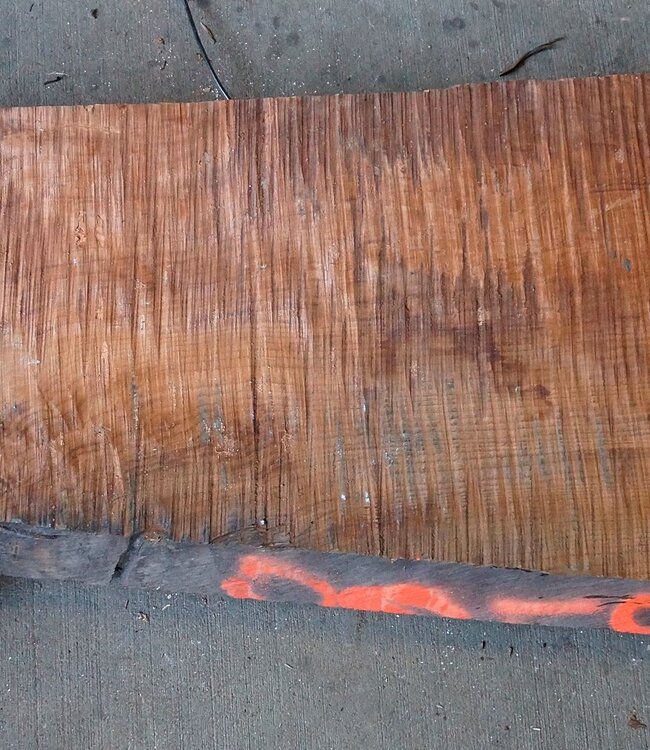 Redwood Maser, ca. 1450 x 410 x 45 mm, 60800